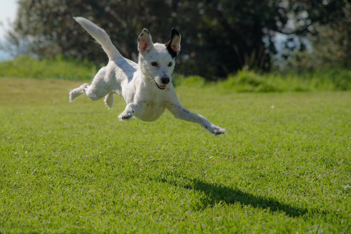 dog-jumping